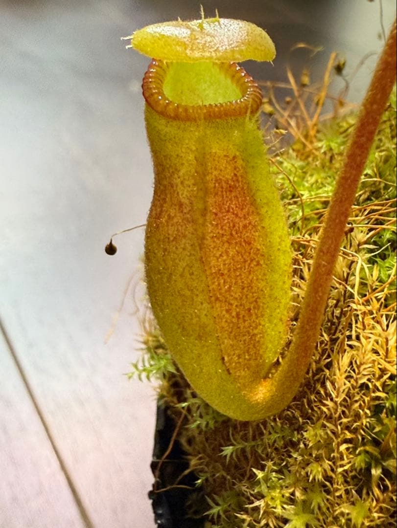 食虫植物N. rajah x macrophylla #NNN