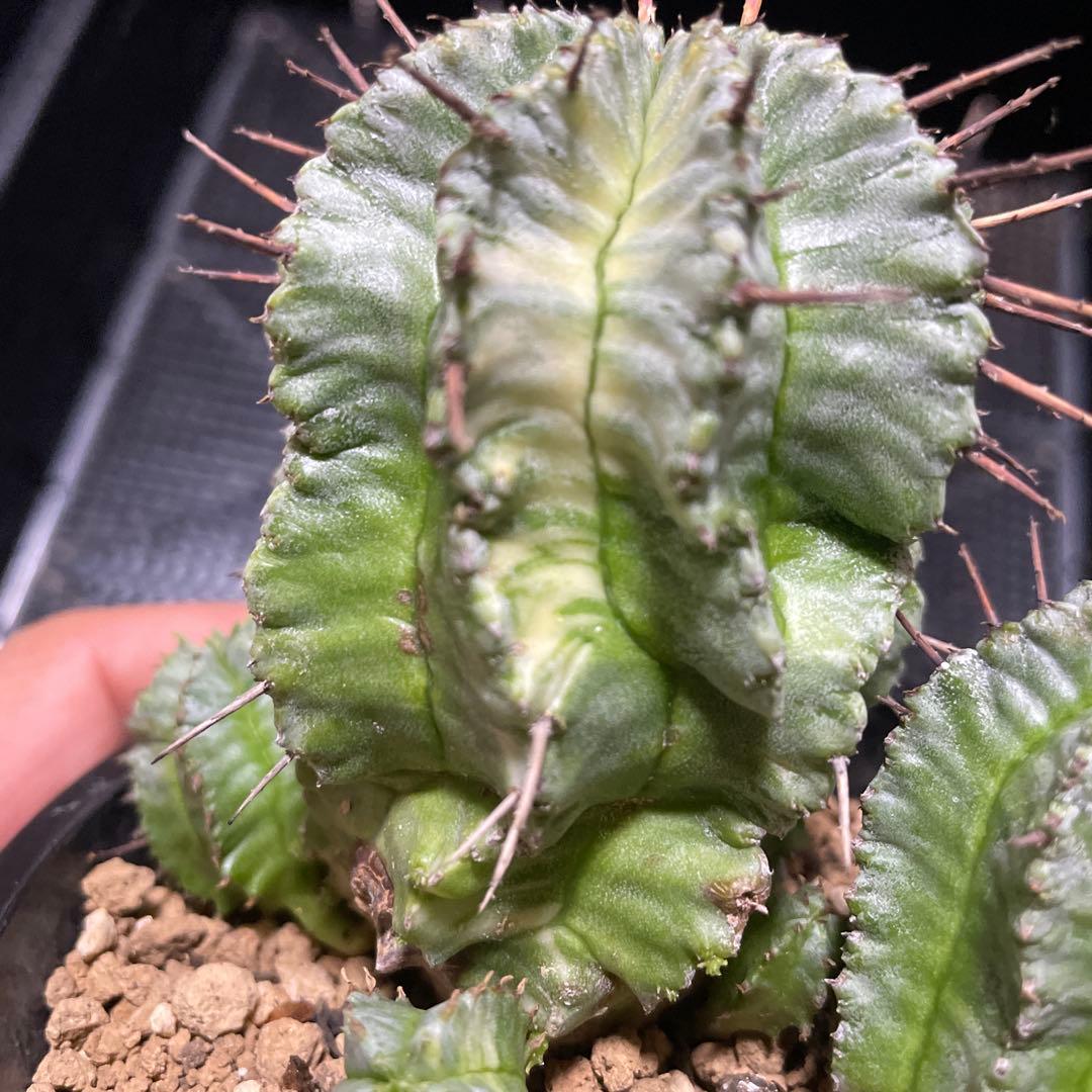 ホリダ錦　ユーフォルビア　サボテン　多肉植物