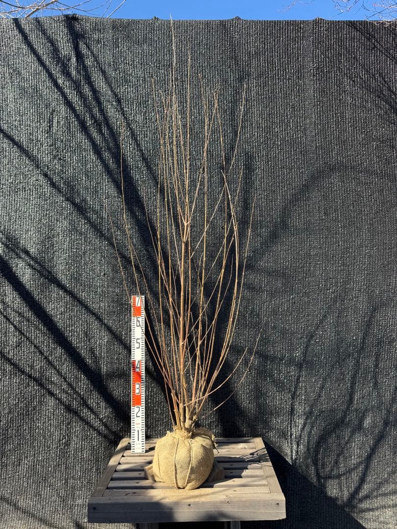 桂（カツラ）植木　庭木　【品番3544】