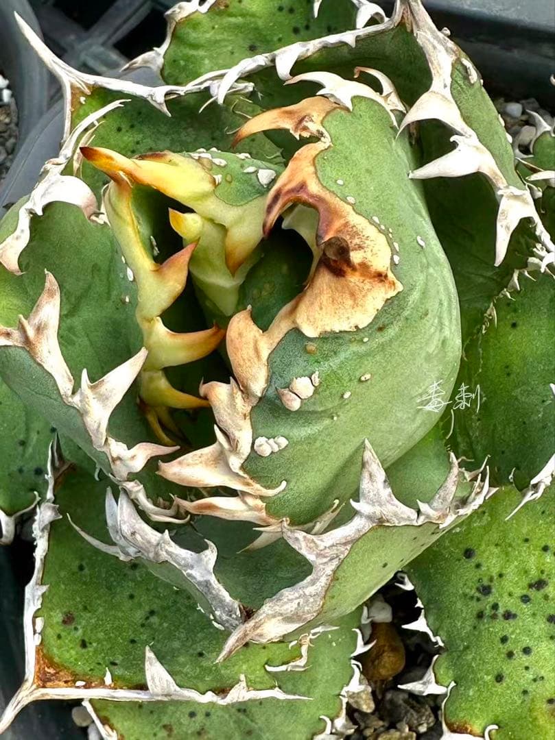 M*t様 アガベ　チタノタ　Mesmerizing Spines-E ブツブツ系