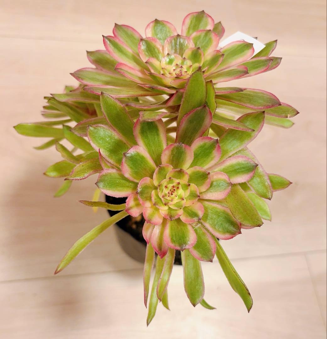 39#多肉植物アエオニウム錦 ❤️ パンドラ ❤️3大頭21cm 拔き苗