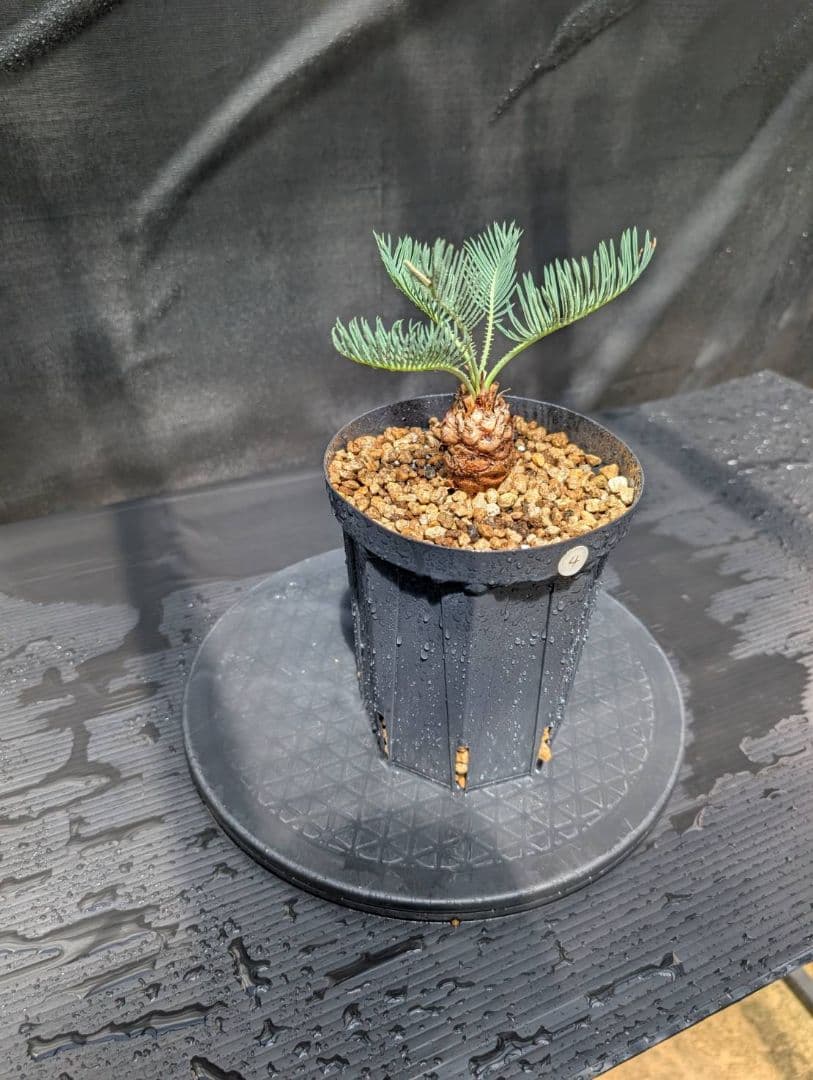 ベストセレクション4 サイカス カイルンシアナ ブルー葉 ドワーフ 最高！