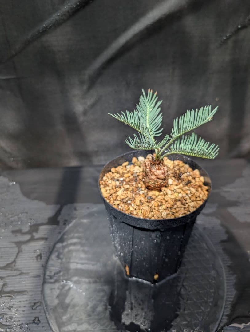 ベストセレクション4 サイカス カイルンシアナ ブルー葉 ドワーフ 最高！