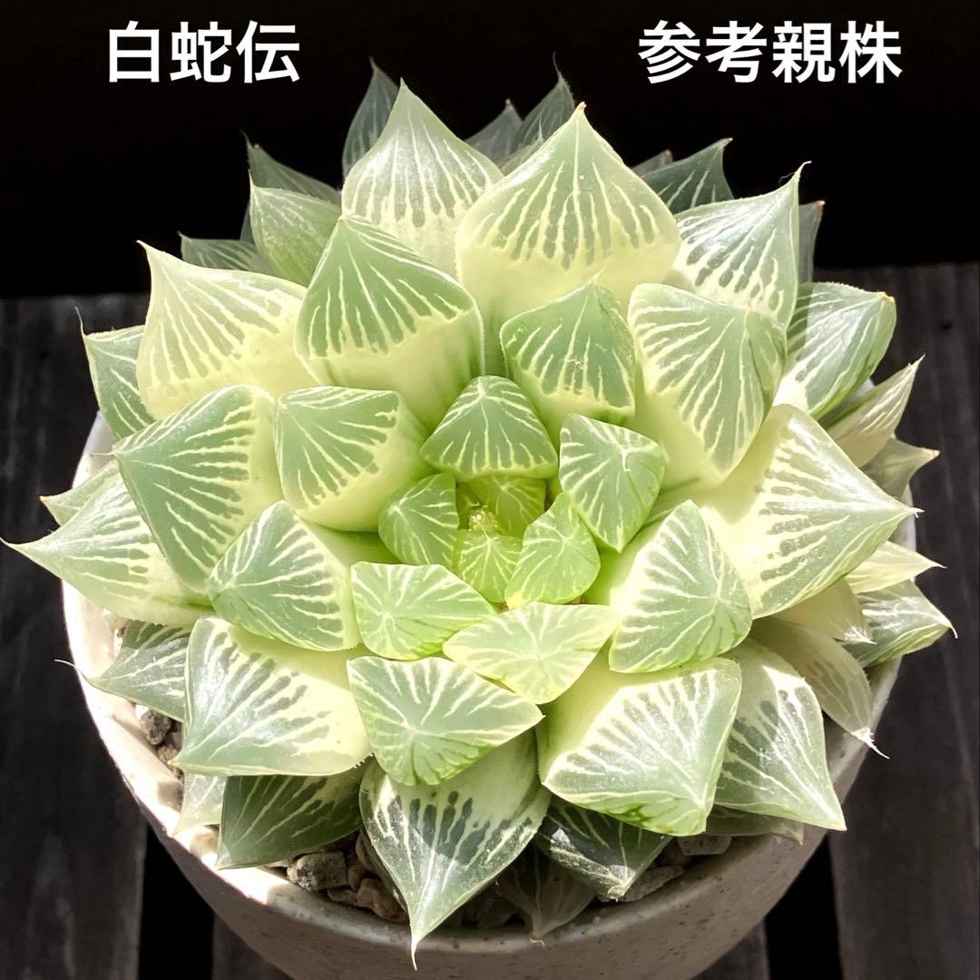 ハオルチア 白蛇伝　②