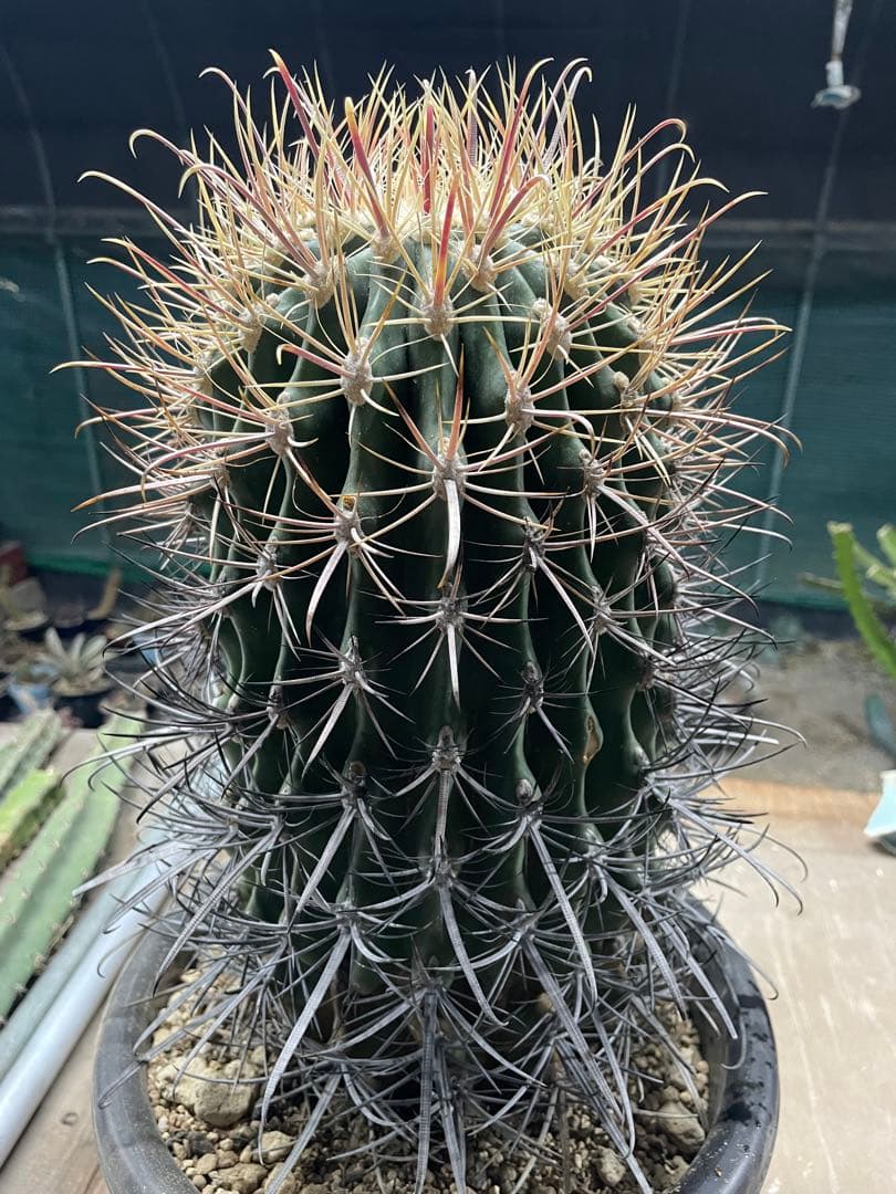 サボテン 白鳥丸 フェロカクタス 巨大株