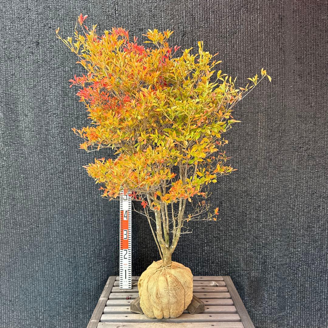 ドウダンツツジ【品番3451】