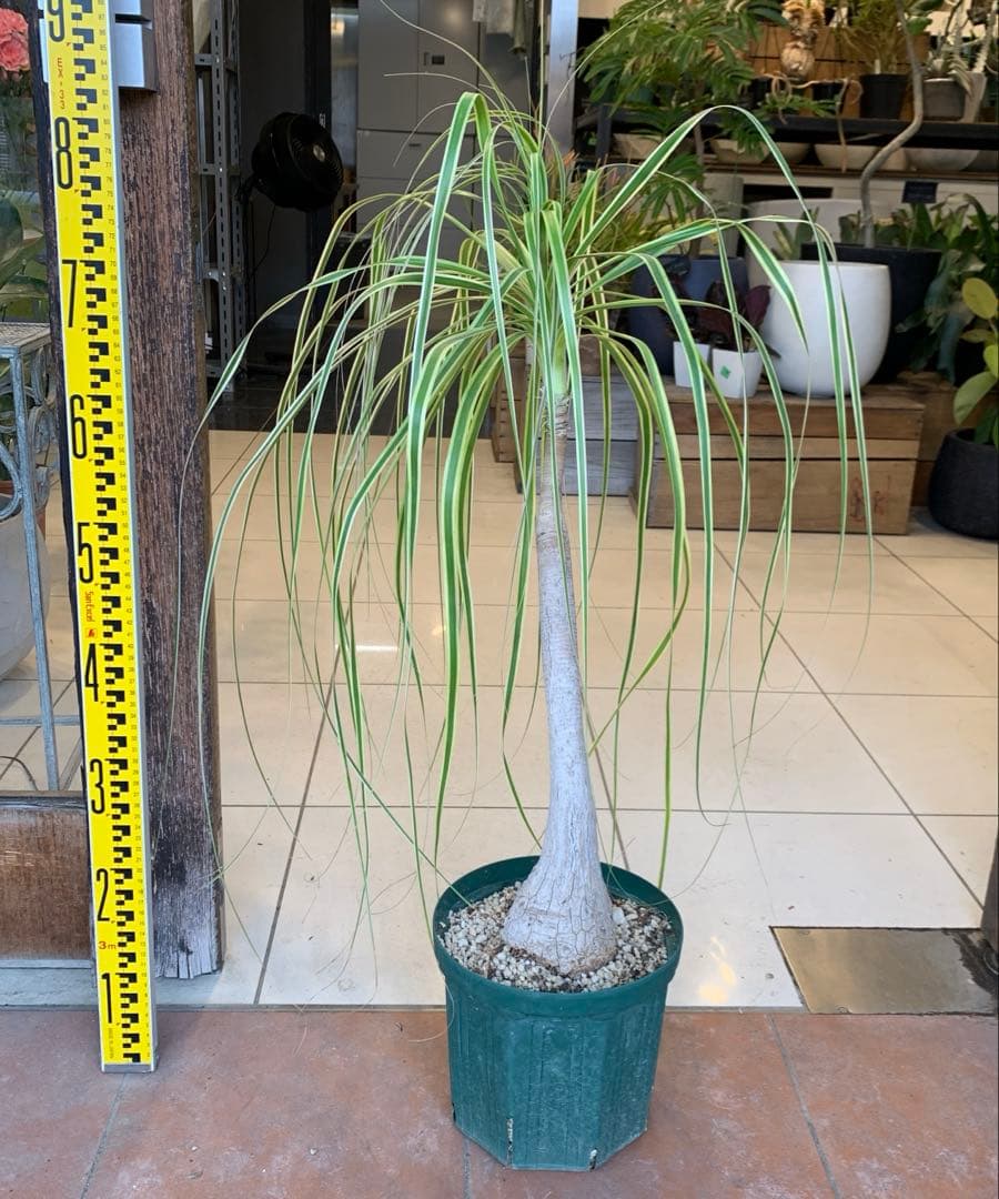 希少 斑入 トックリラン ノリナ ポニーテール 2