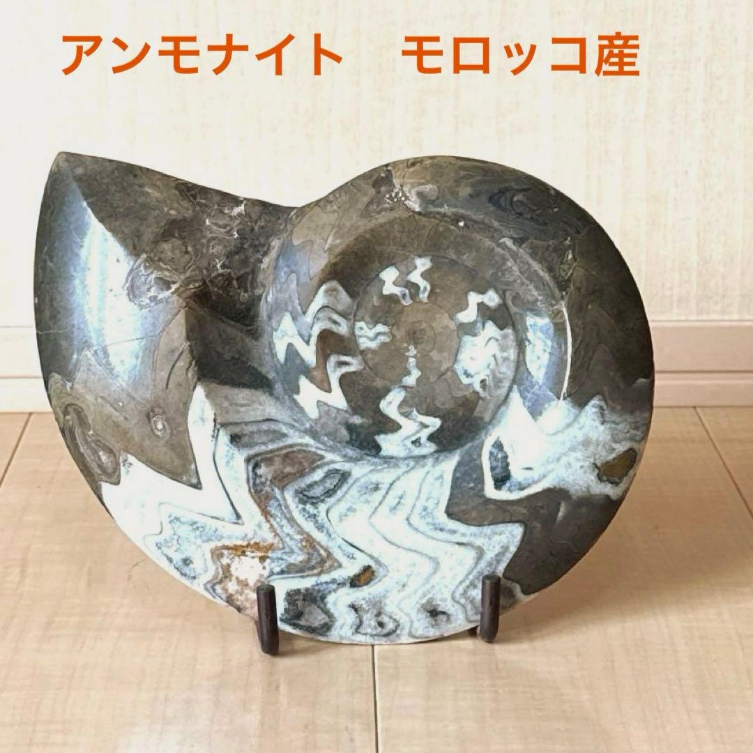 ゴニオクリメニアの化石 アンモナイト モロッコ産 化石 デボン紀 大きめサイズ