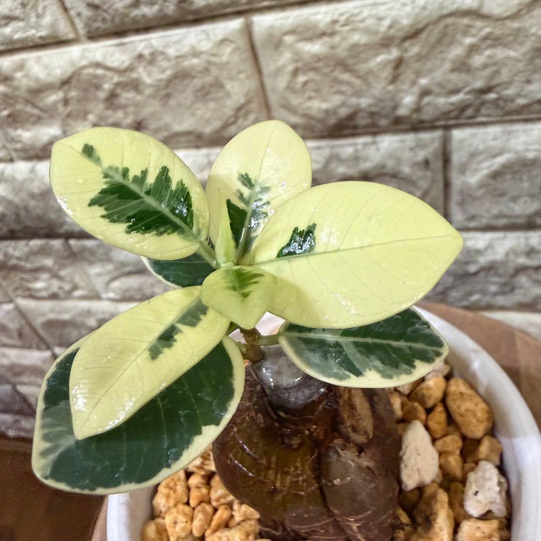 【専用】パンダガジュマル 斑入り ぷっくり塊根・発根済み 新芽あり4号鉢