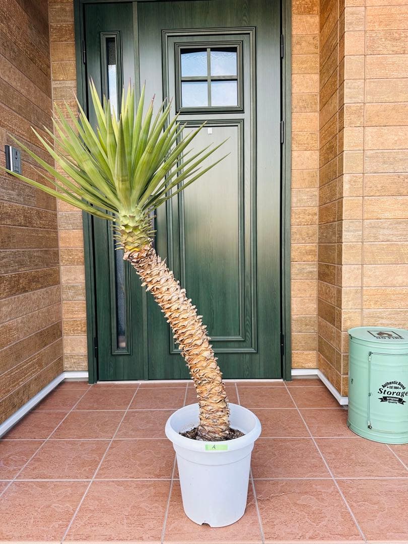 ユッカ　アロイフォリア【A】　極太　曲がり　個性的　ドライガーデン　ガーデニング