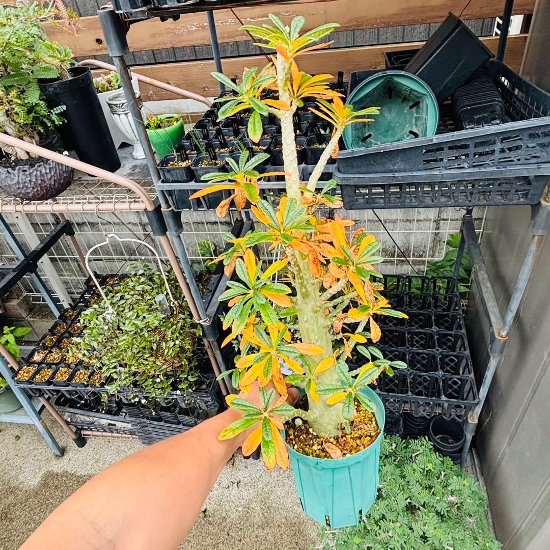 短期間限定超特価！ 大株 ドルステニアギガス 発根済 コーデックス