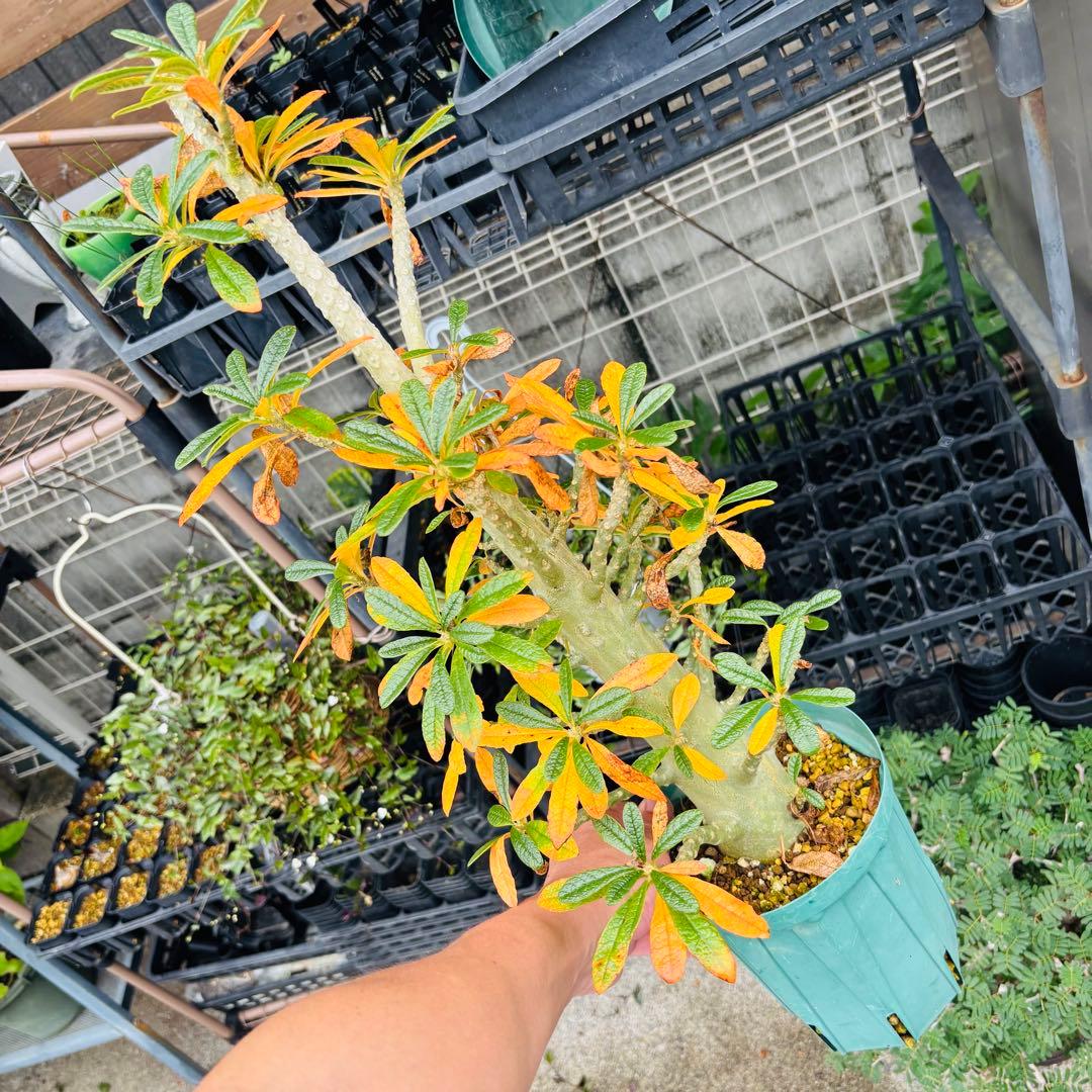 短期間限定超特価！ 大株 ドルステニアギガス 発根済 コーデックス