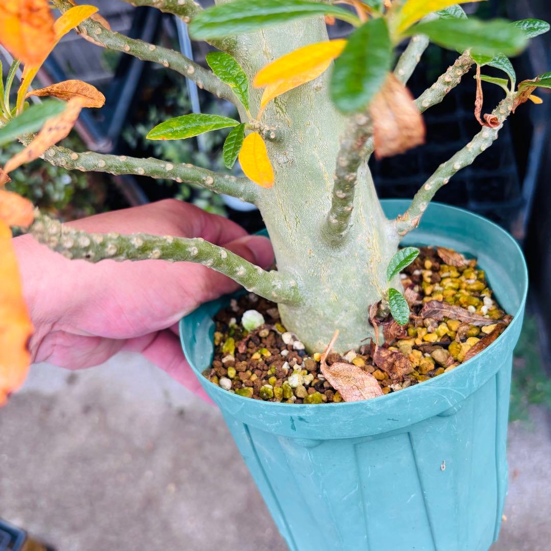 短期間限定超特価！ 大株 ドルステニアギガス 発根済 コーデックス