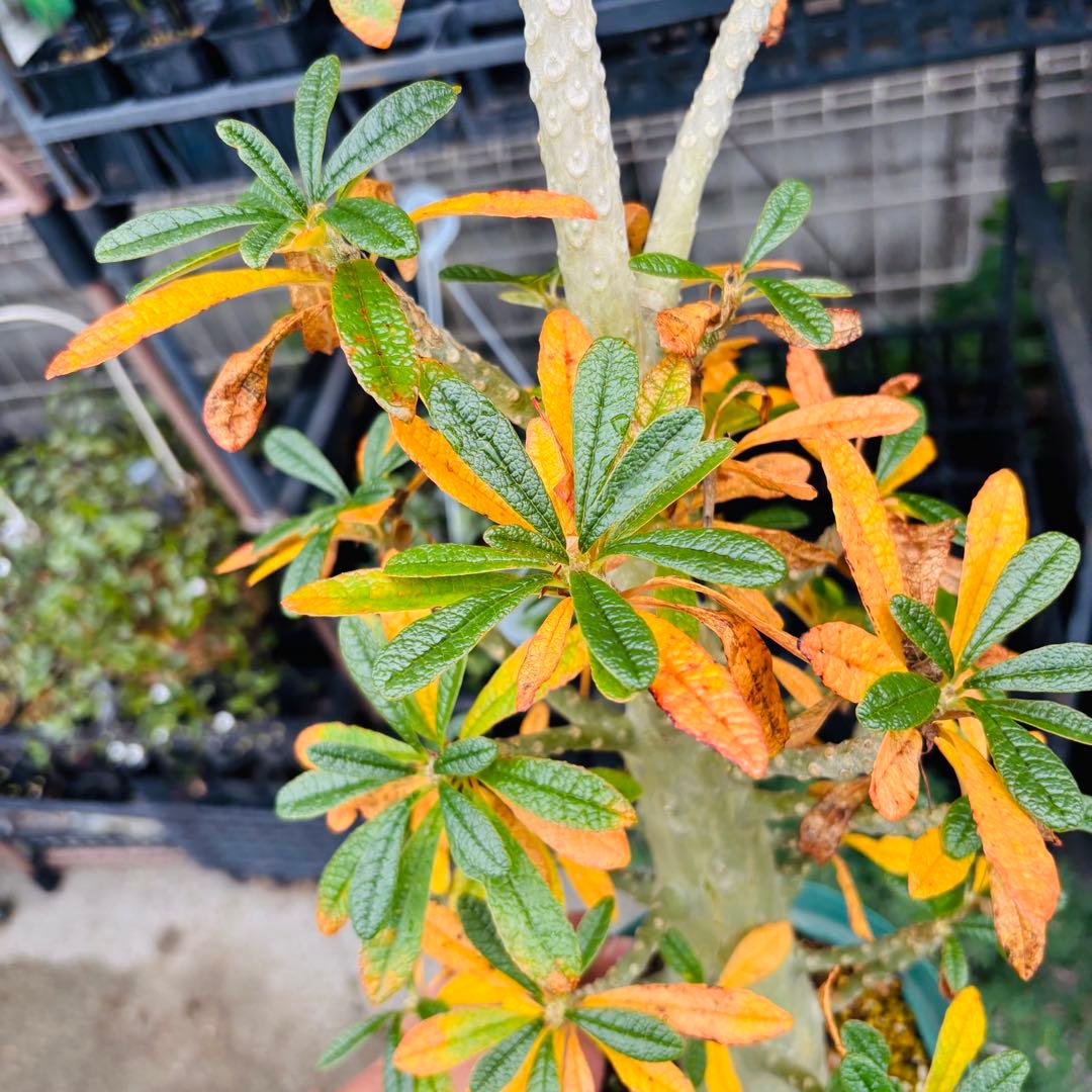 短期間限定超特価！ 大株 ドルステニアギガス 発根済 コーデックス