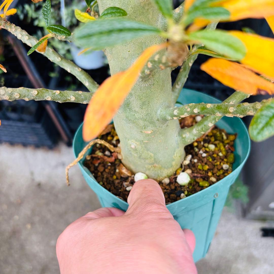 短期間限定超特価！ 大株 ドルステニアギガス 発根済 コーデックス