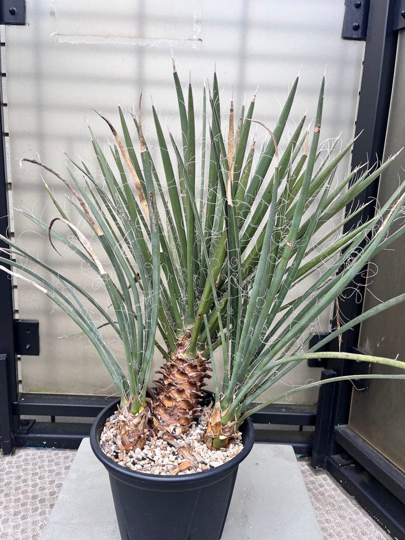 ユッカフィリフェラ3分頭　トリプルヘッド