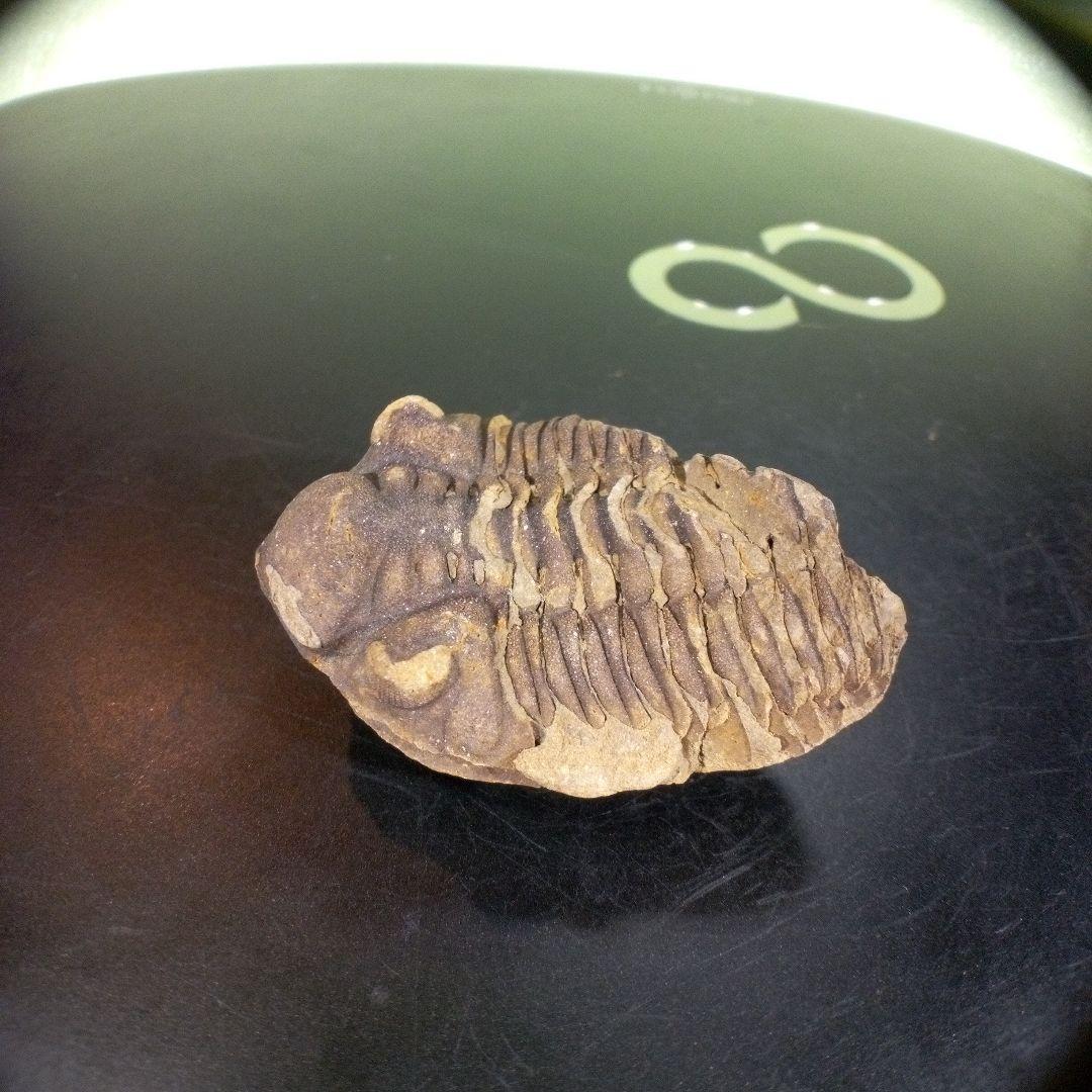 三葉虫　化石　fossil　ボリビア産　trilobite　ノジュール判別③