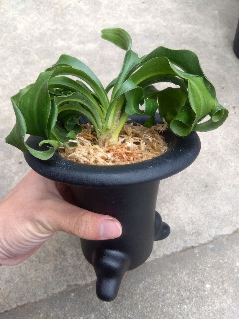 万年青　おもと　獅子　4.5号陶器鉢つき　4株群生❗ ま