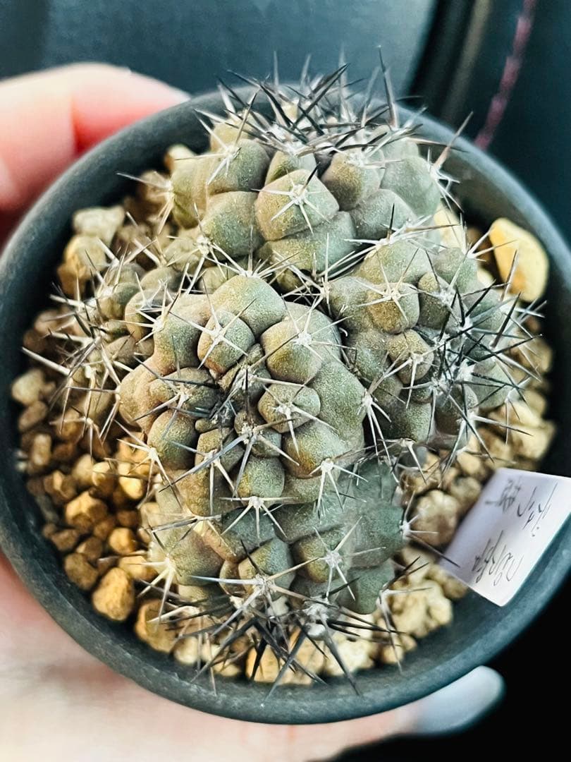 年末年始SALE✨現物①点限り✨超激レア✨黒棘　デュラ接降群生　コピアポア