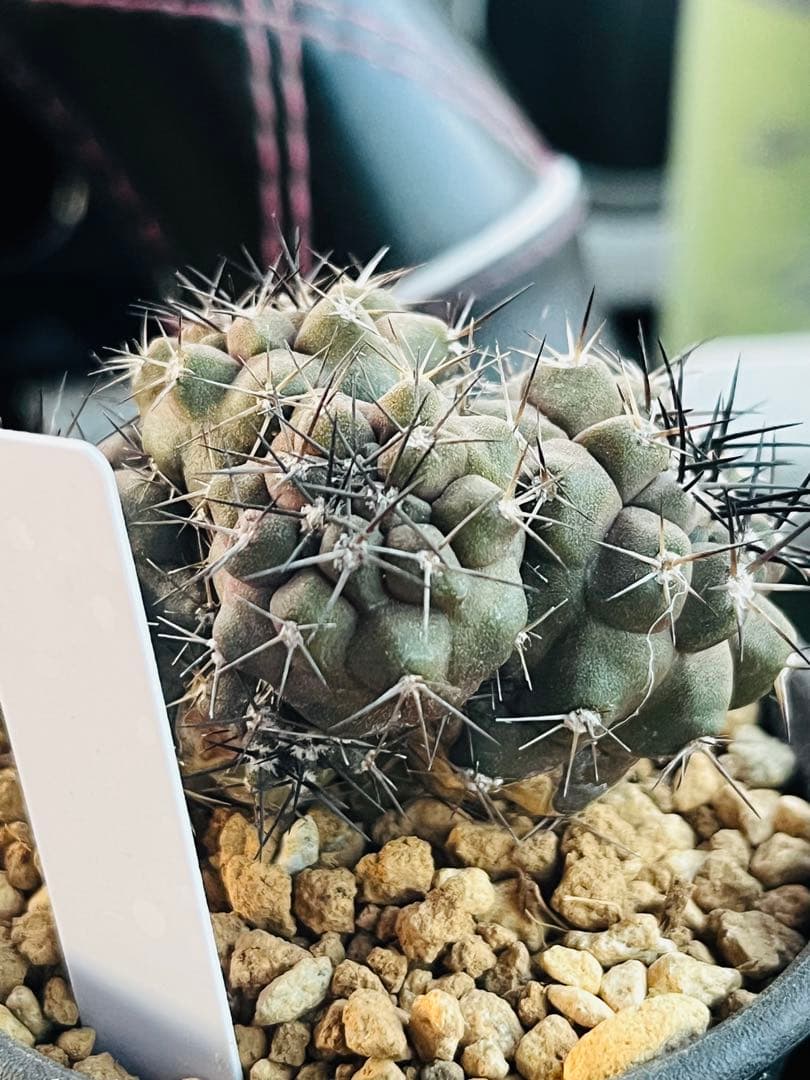 年末年始SALE✨現物①点限り✨超激レア✨黒棘　デュラ接降群生　コピアポア