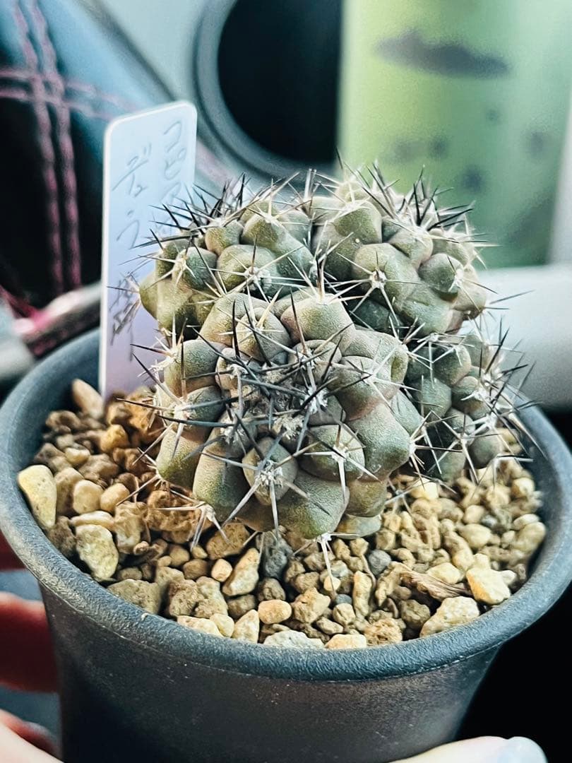 年末年始SALE✨現物①点限り✨超激レア✨黒棘　デュラ接降群生　コピアポア