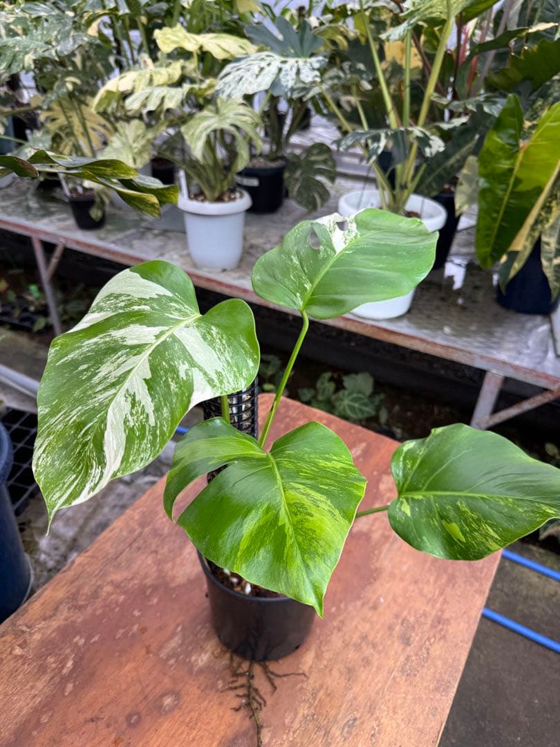 モンステラ　セブブルー　ミント　鉢モスポール付き　健康株　Cebu blue