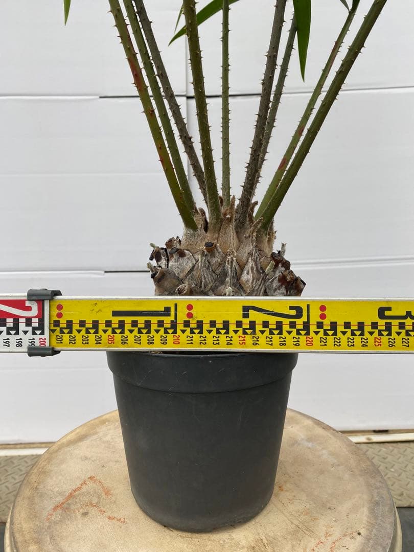 セラトザミア　ロブスタ　大株