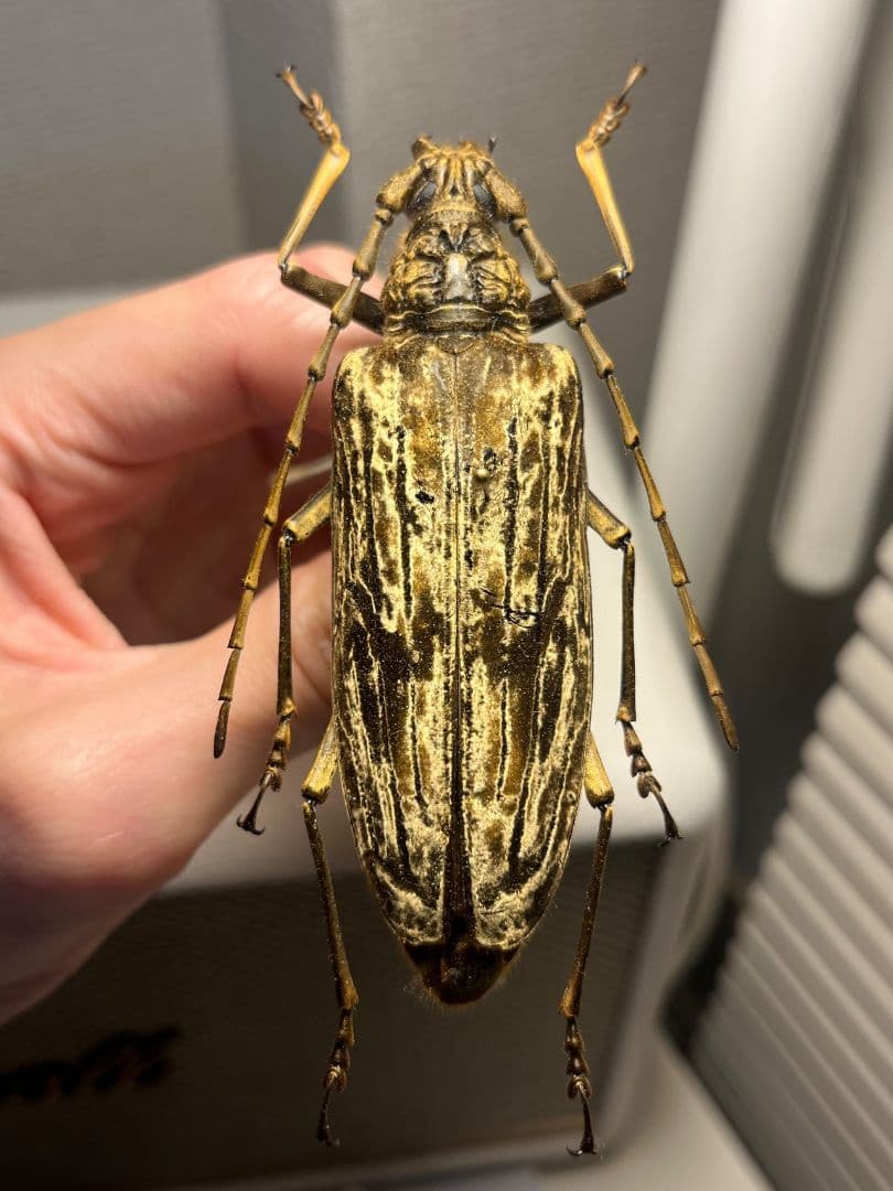 【ベロア感有】オオミヤマカミキリ♀ 標本 カミキリムシ Xixuthrus 天牛