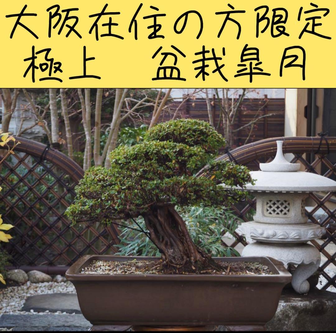 入手困難　皐月盆栽　樹齢60年