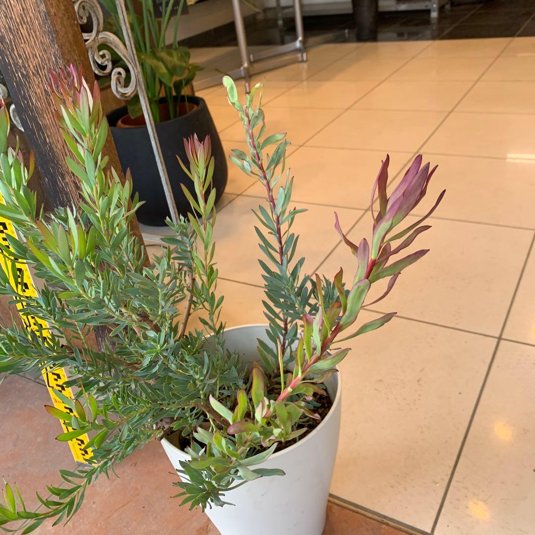 リューカデンドロン レッドデビル 7号