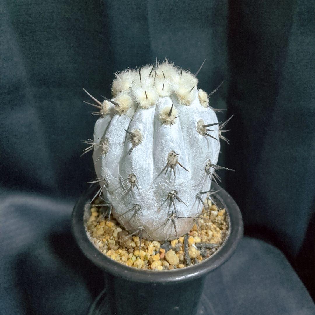 Copiapoa　コピアポア シネレア　黒王丸