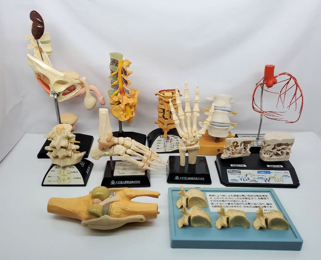 人体模型 セット 手　足　腰椎　脊髄　冠状動脈模型　骨　大正富山 旭化成ファーマ