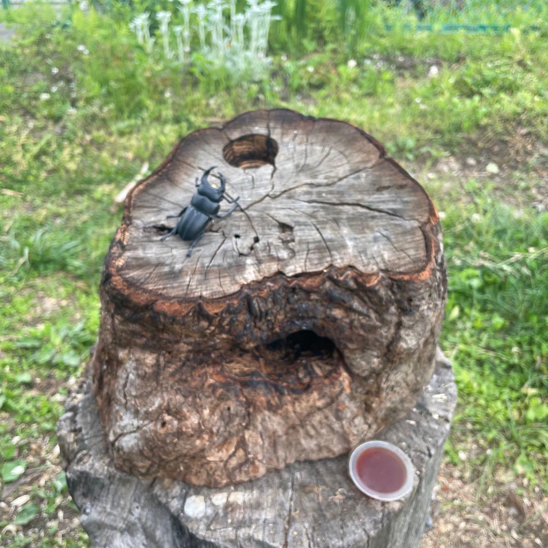 クワリウム　シェルター　登り木　エサ台