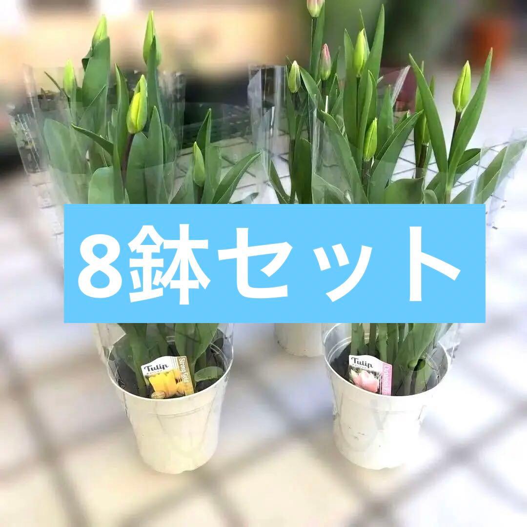 パルンチューリップ 7~8球植え 8鉢