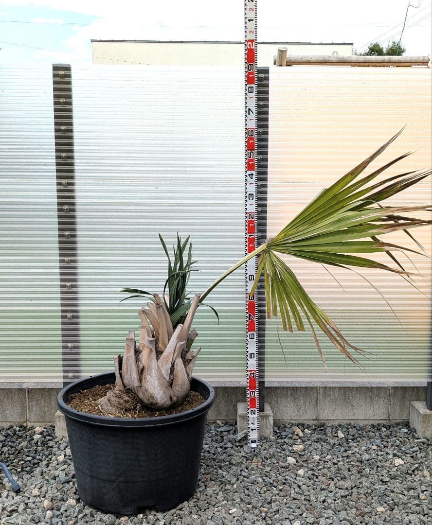 サバルヤシ　大苗　活性済 シンボルツリー　ヤシ