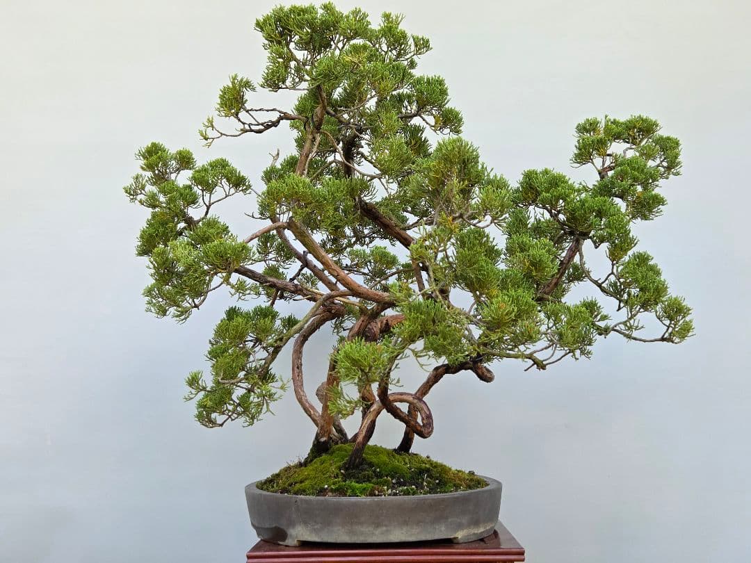 糸魚川真柏　[寄せ植え吹き流し]　大品盆栽