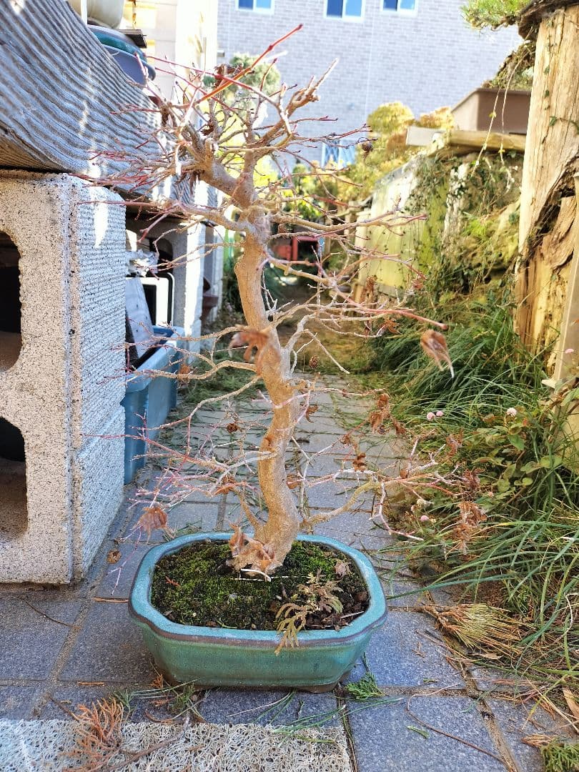 盆栽　もみじ　落葉済　インテリア　紅葉　中型　送料無料　BONSAI　博士ちゃん