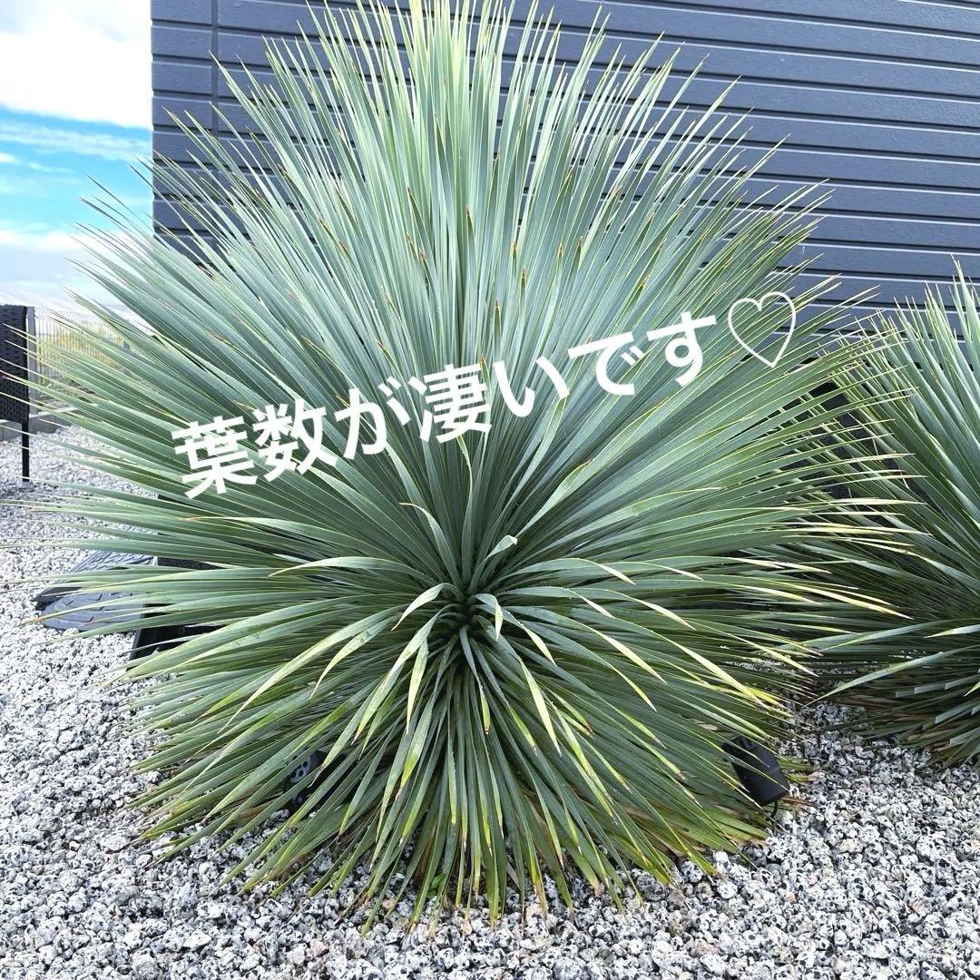 ユッカ　ロストラータ　ドライガーデン　ロックガーデン　男前インテリア　アガベ