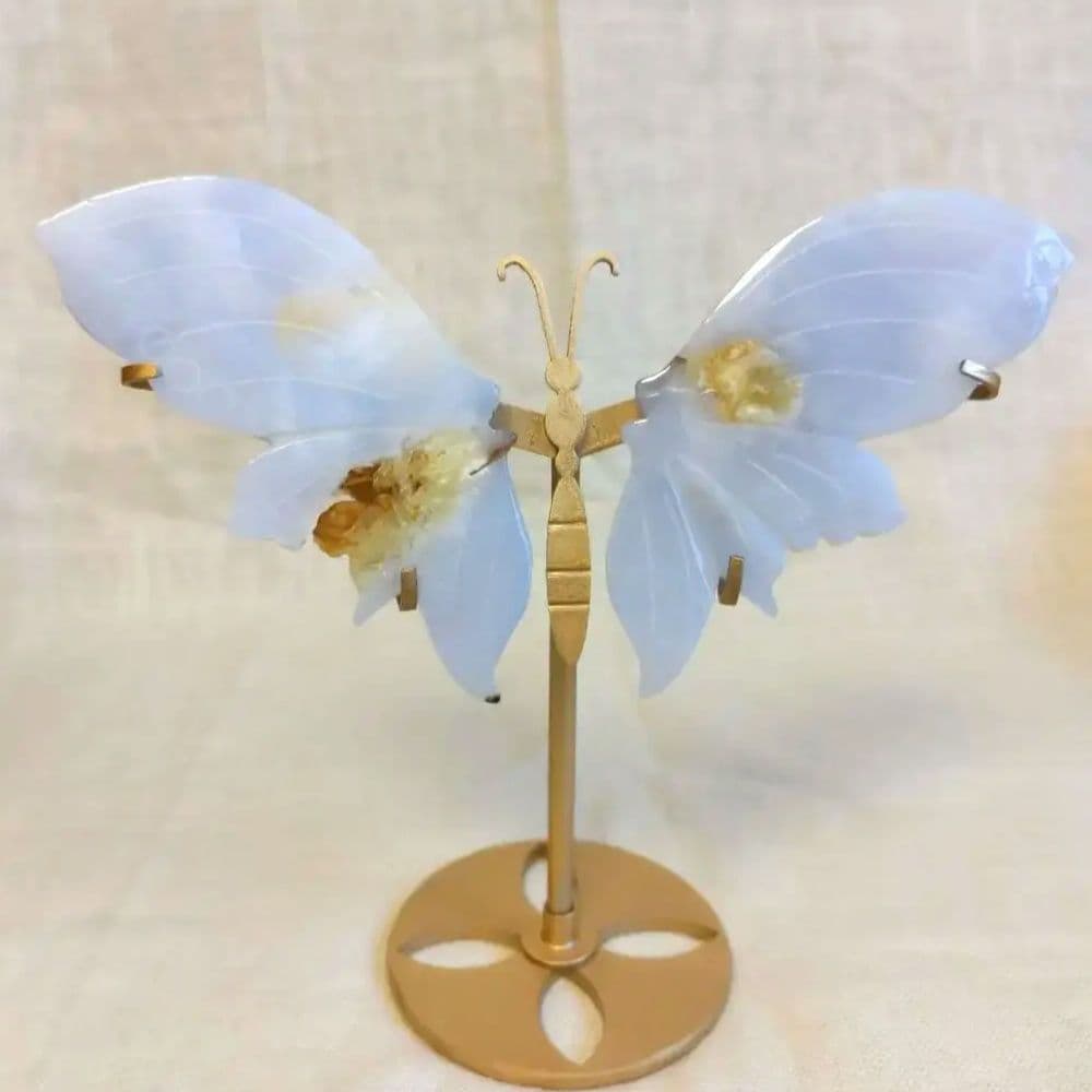 ブルーカルセドニー　蝶　スタンド付き　共生あり　　　ちょう　美しい　バタフライ