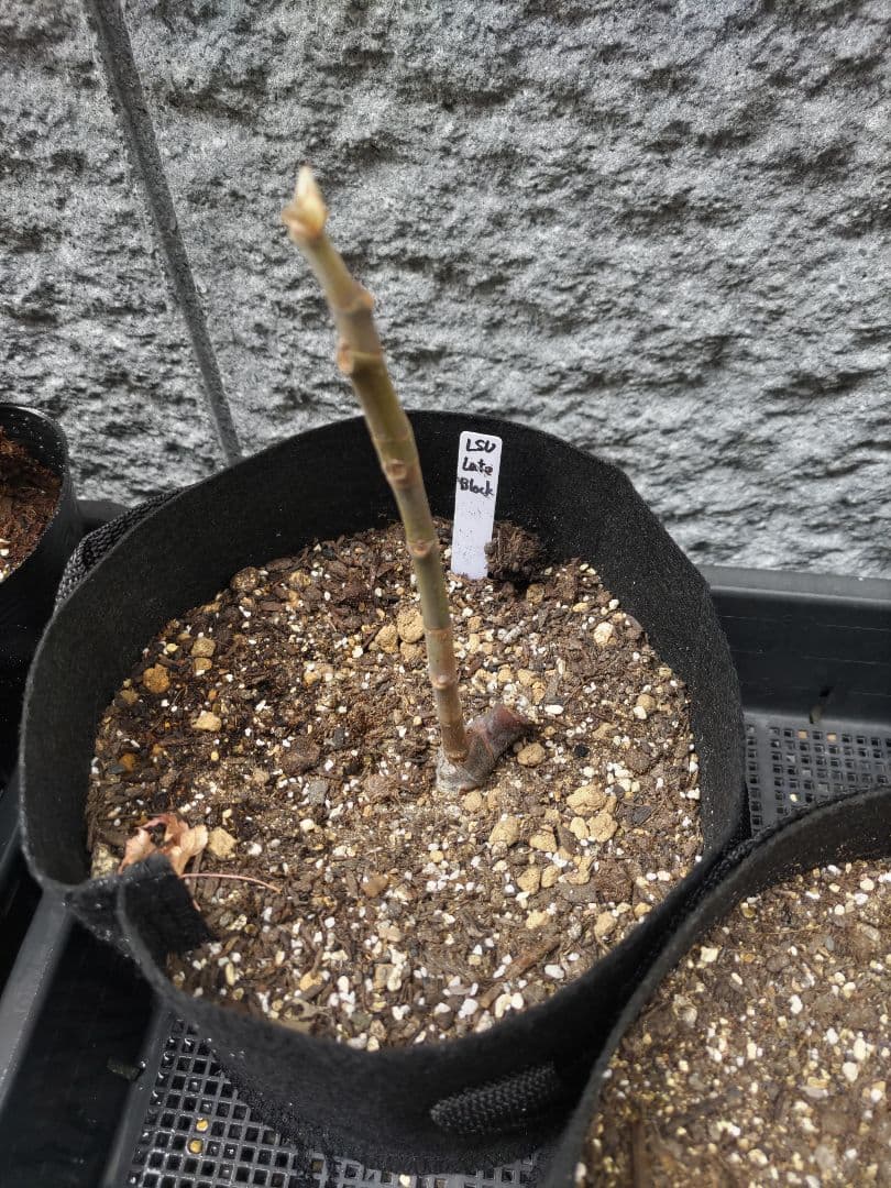 【問合せ用】イチジク苗　1ガロン鉢