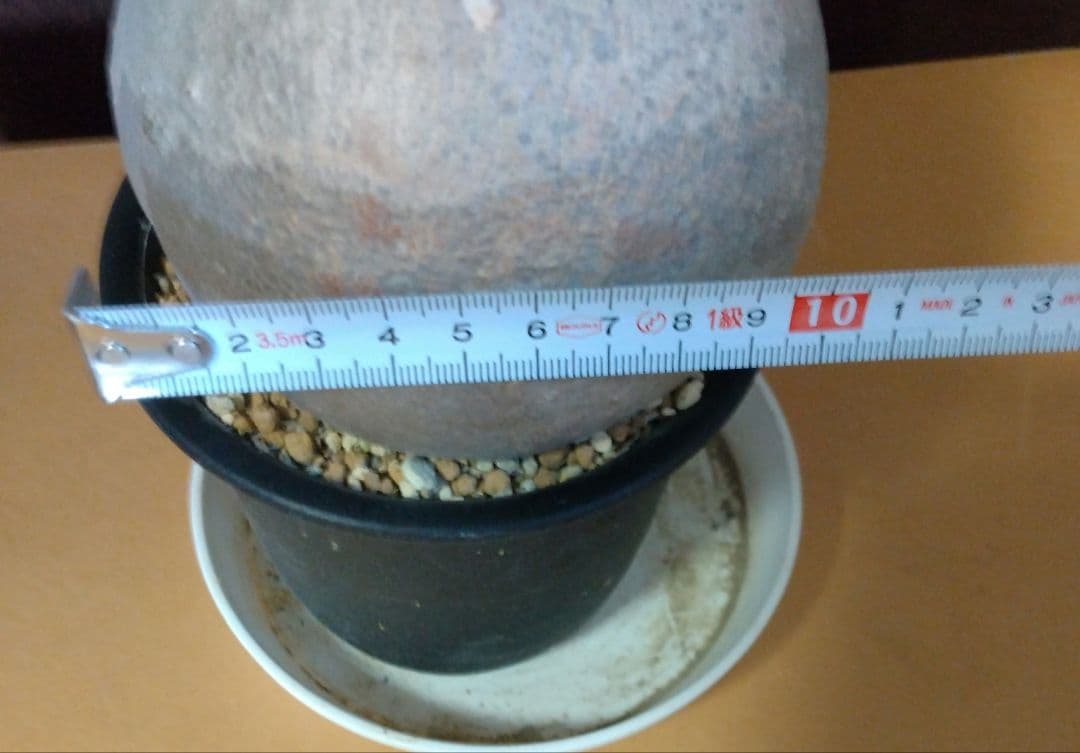 まんまる　パキポディウム　グラキリス　現地株