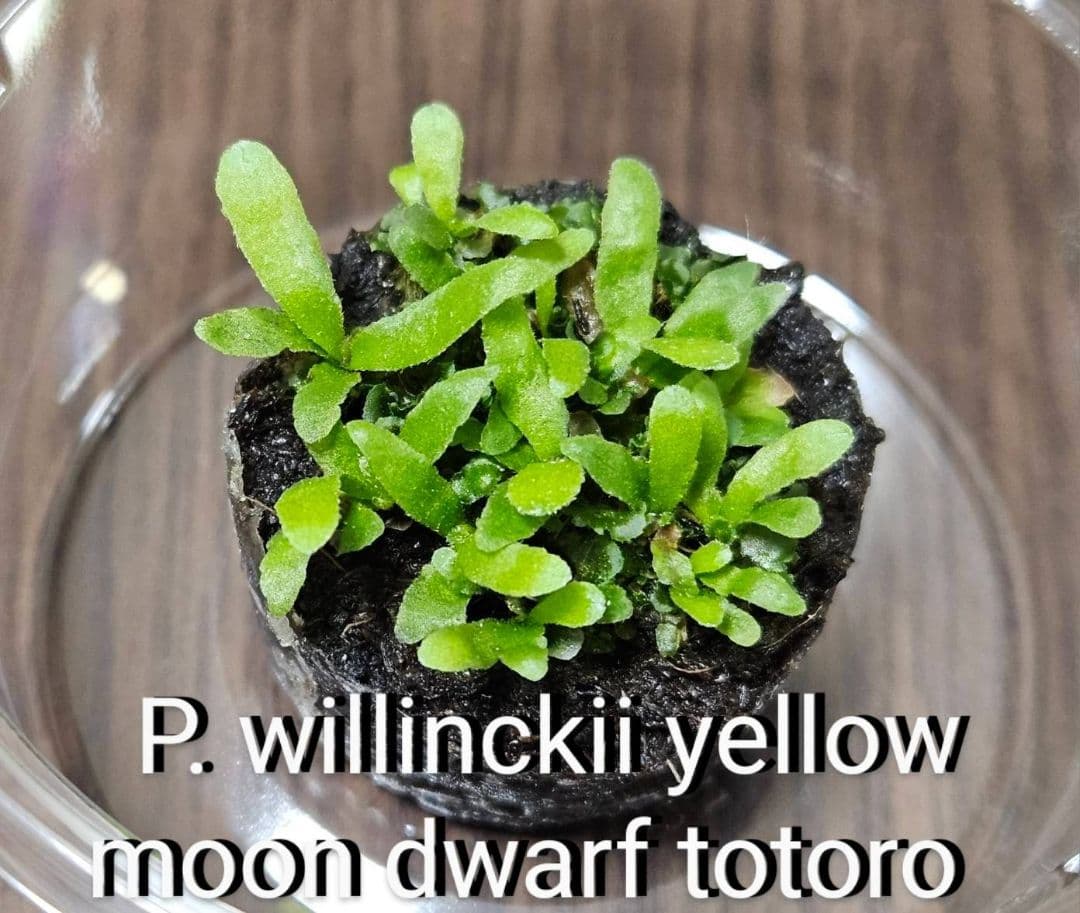 鉄骨plants様ご確認用　イエロームーンドワーフトトロ、 EXP