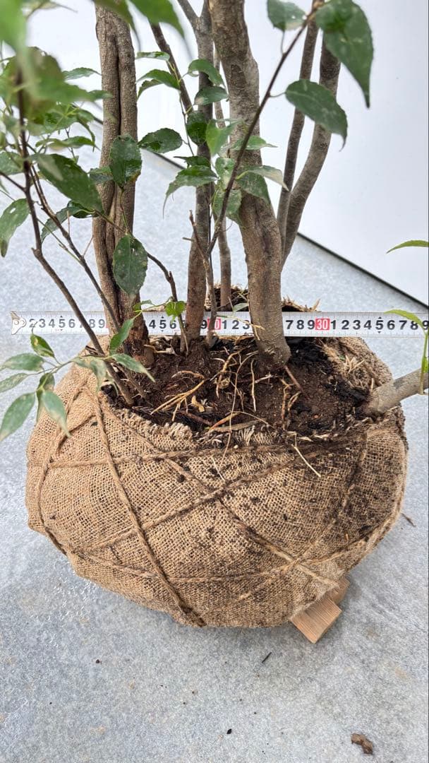 美しい樹形が魅力的 山採り ハイノキ 株立 703 樹高1.7m位 高級樹