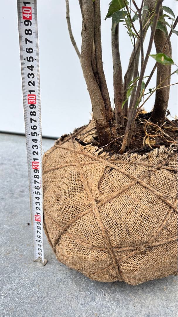 美しい樹形が魅力的 山採り ハイノキ 株立 703 樹高1.7m位 高級樹