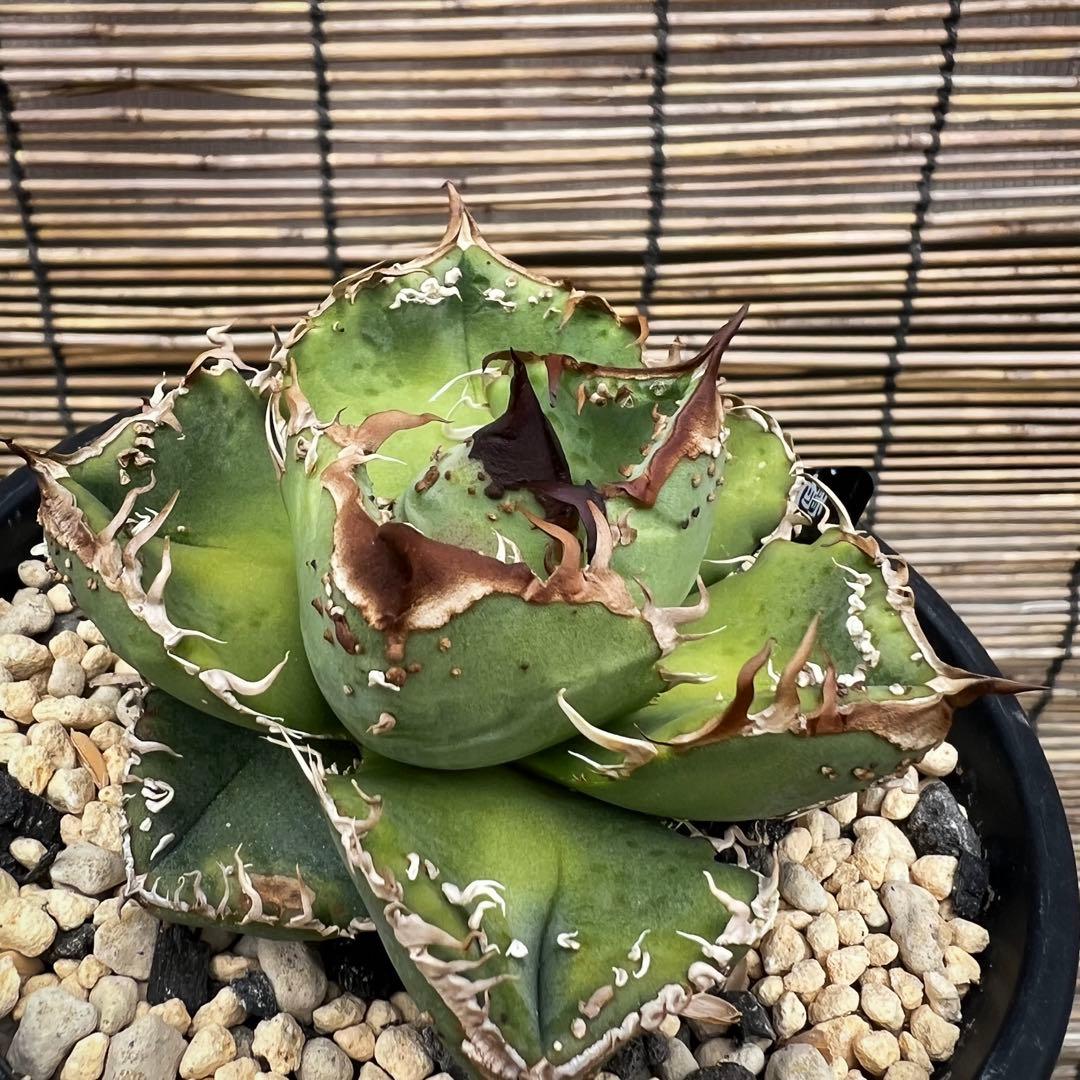 アガベ　チタノタ　冰雹