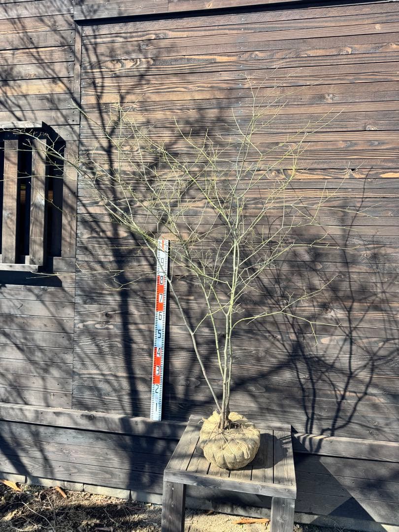 ヤマモミジ/山採り天然木/自然樹形/株立ち【現品発送】管理80029