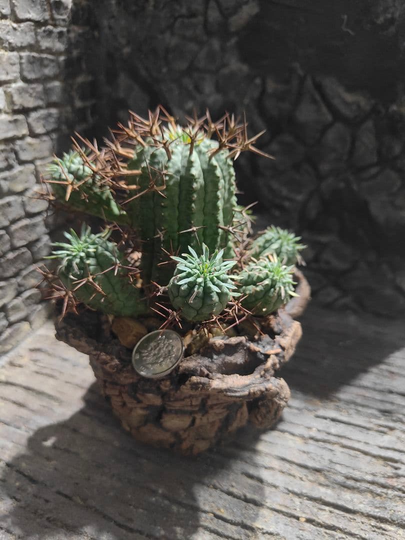 ユーフォルビア　大星群星冠　群生株　鉢付き　オス株