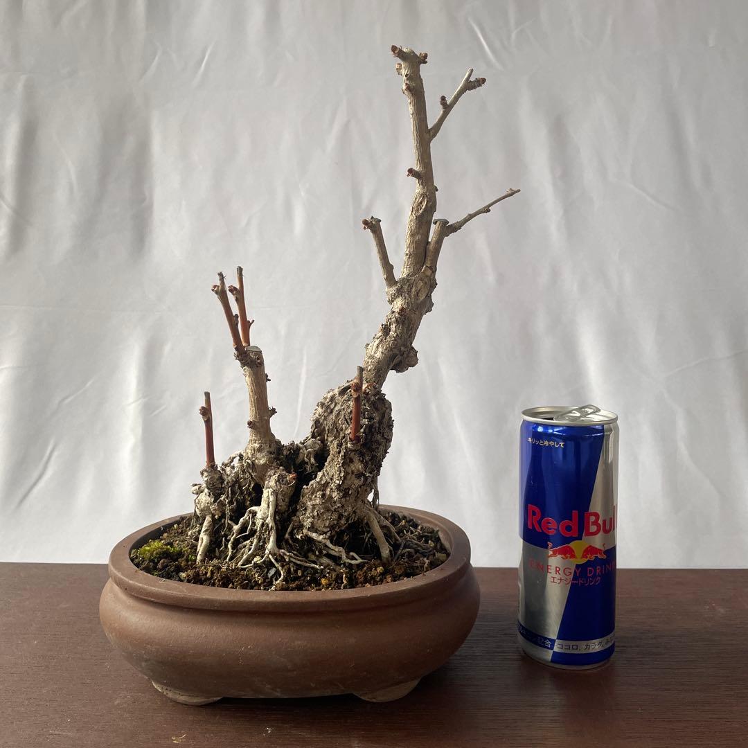 【盆栽 匿名配送 送料込み】 イチョウ(銀杏)