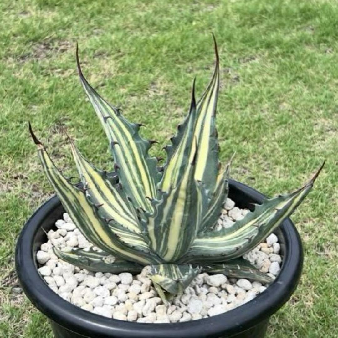 アガベ　スカブラ錦　縞斑　子株　極上縞斑　希少