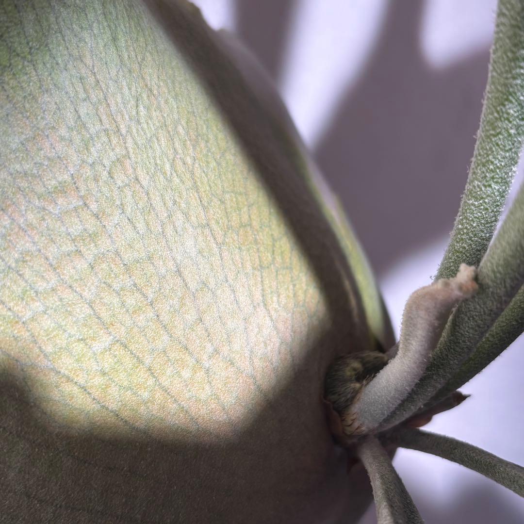 【calme＿様確認用】ネザーランド兄弟株